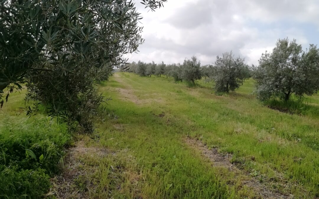 Jornada Olivar Ecológico