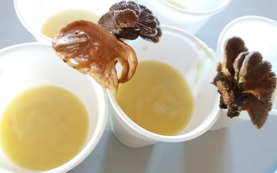 Taller de elaboración de aceites aromáticos con hongos