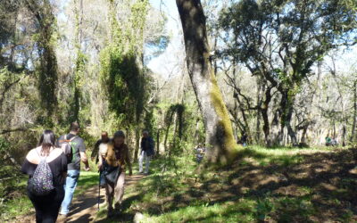 CURSO DE IDENTIFICACIÓN DE HONGOS DE PRIMAVERA
