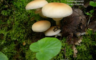 Los hongos más rentables para emprender un negocio de cultivo
