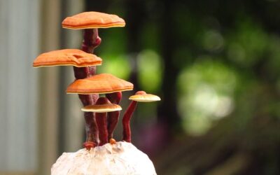 Propiedades medicinales del reishi