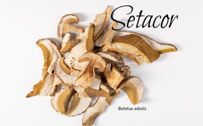 Boletus deshidratados ecológicos: ingrediente gourmet para la industria alimentaria
