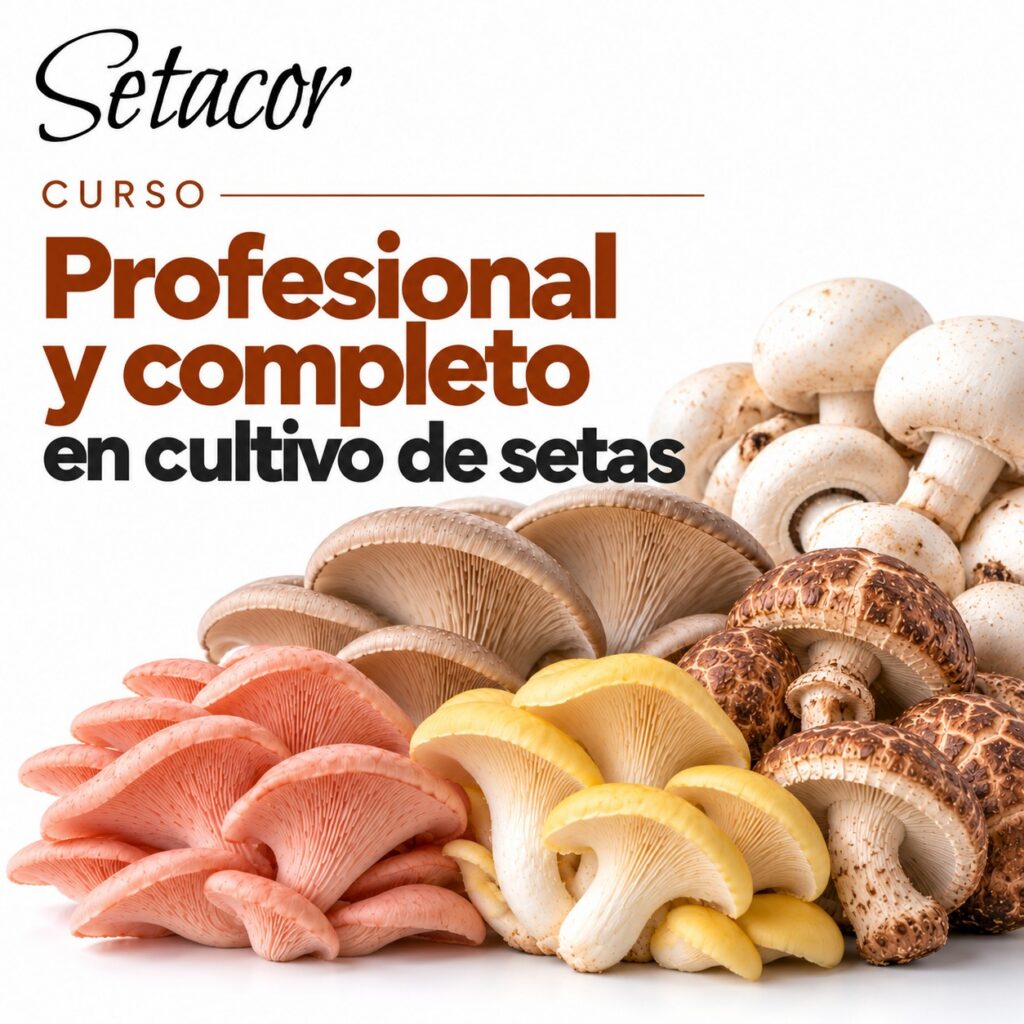 Formación para emprendedores en cultivo de setas