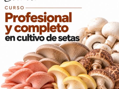 Formación para emprendedores en cultivo de setas