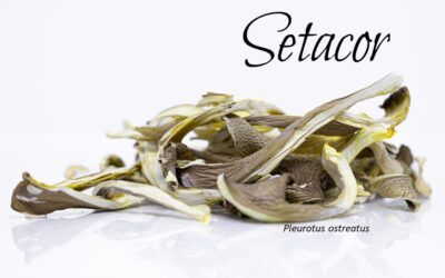 Setas deshidratadas