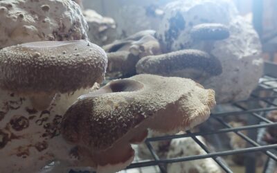 Cultivo de shiitake