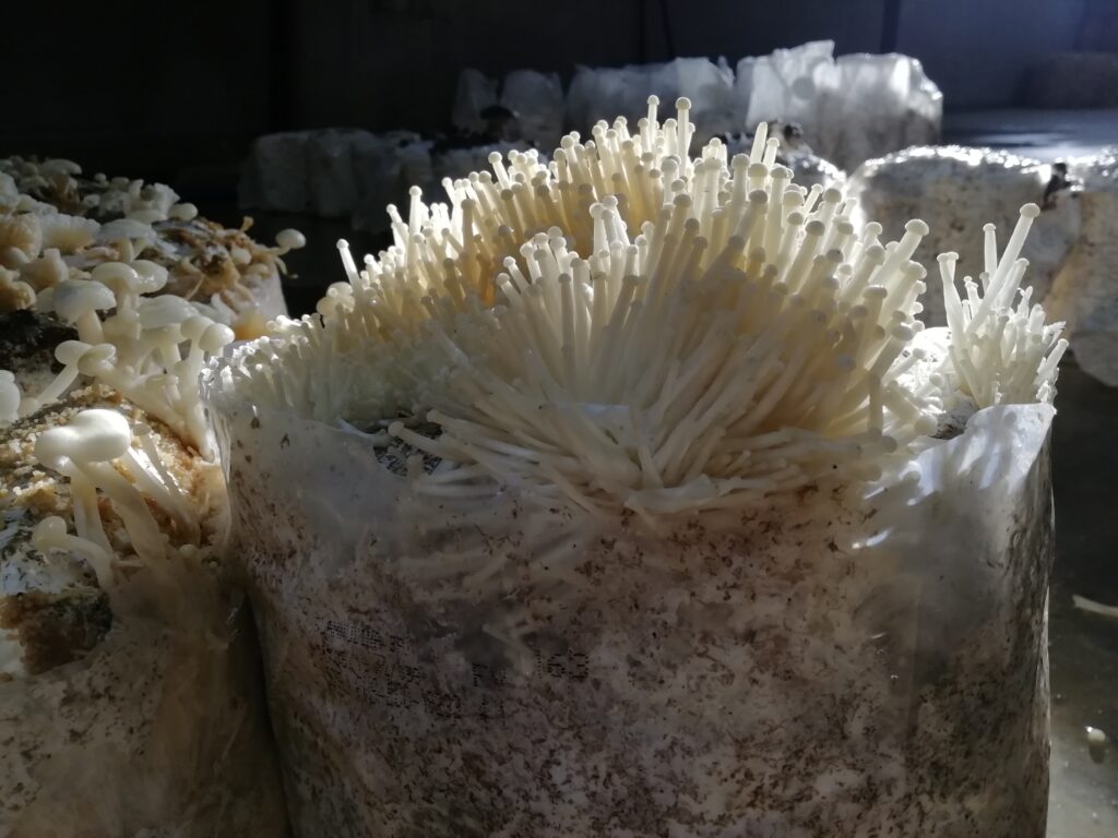 Cultivo de setas_setacor