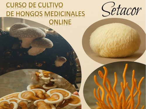 CURSO DE CULTIVO DE HONGOS MEDICINALES
