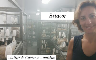 Cultivo de Coprinus comatus: guía completa del hongo de la tinta