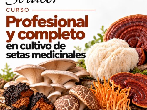 Aprende a cultivar setas medicinales e iniciar un proyecto empresarial rentable con ellas.
