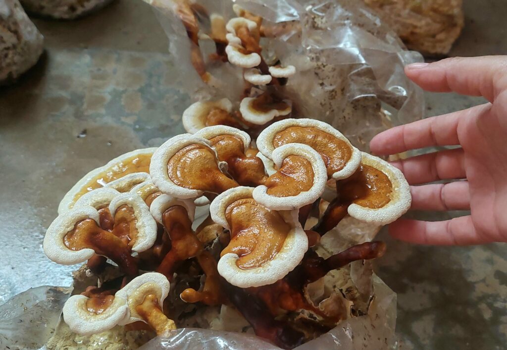Cultivo de reishi en Setacor