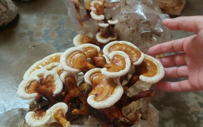 Cultivo de reishi