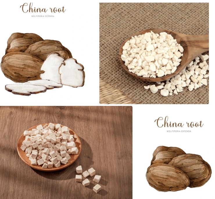 Cultivo_de_Poria_cocos_Setacor Cultivo de la seta del pino