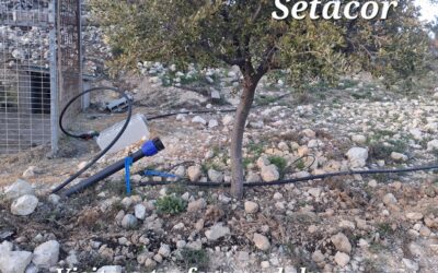 Cálculo de rentabilidad de una trufera