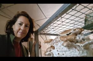 Cultivo de shiitake