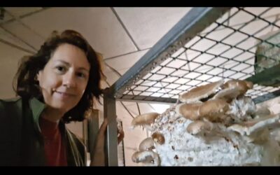 Curso de cultivo de shiitake: una oportunidad rentable y sana