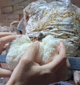 Curso de cultivo de melena de león