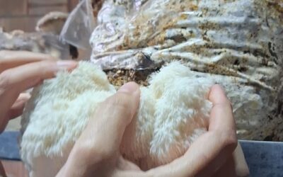Curso de cultivo y comercialización de melena de león