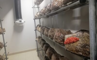 ¿Cuántos kilos de setas produce una sala de 20 m²?